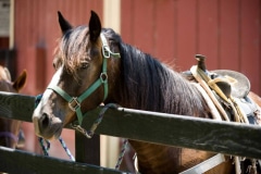 A horse fitted with a saddle standing next to a wooden fence.